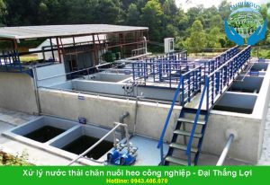 Cách xử lý nước thải chăn nuôi heo có hiệu quả nhất